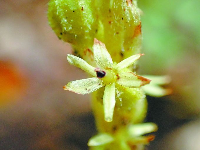 乐鱼探秘世园会中邦馆：感触千年煻花身手 赏罕有北京无喙兰 北晚新视觉(图4)